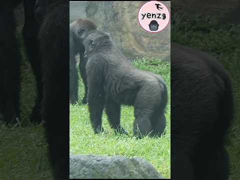 Gorilla Ringo鬧Jabali好可愛😆 gorillatag taipeizoo 金剛猩猩 台北市立動物園 サムネイル