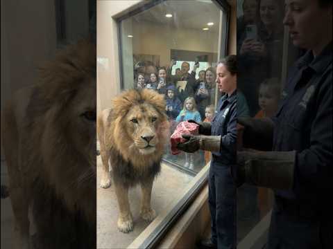 Why are these animals going crazy?