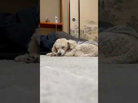 shorts 眠い💤💤　タローちゃん　トイプードル　2026年2月7日 サムネイル