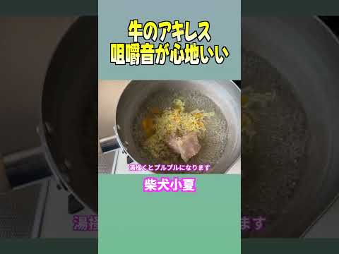 牛のアキレス 咀嚼音が心地いい 柴犬 shibainu 癒し サムネイル