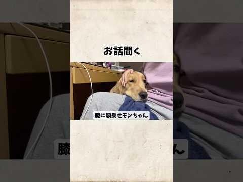 お話聞く#goldenretriever #ゴールデンレトリバー サムネイル