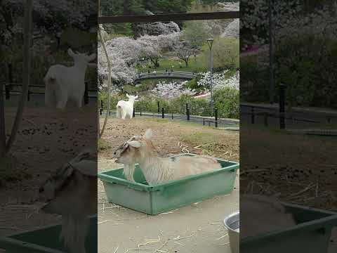 shorts 箱入りトカラヤギさん　浜松市動物園