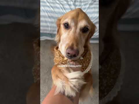 Tattoo tour 😍| MINI VLOG With GOLDEN Retivier goldenretriev…