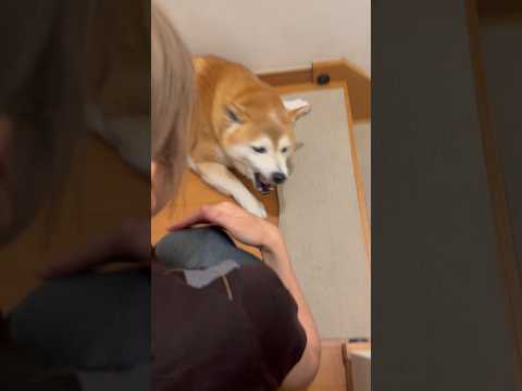 柴犬福 褒めているようでディスってくる姉にブチ切れる柴犬🤣Sis and Shiba🤣姉と柴 shorts japan… サムネイル