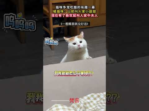 貓咪爭寵吃醋的有趣一幕 貓 貓咪 意外 有趣 搞笑 cat amazing funny shorts サムネイル
