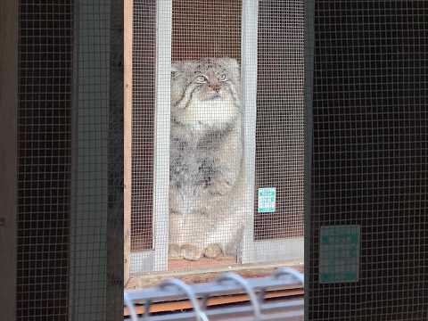shorts オト庭に出れたみたいだな‥ふふ‥良かったな‥😎　みたいに見えたロータスくん　マヌルネコ　埼玉県こども動物…