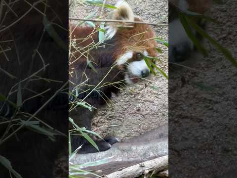 shorts グミちゃんモナカちゃん親子の朝のモグモグ  レッサーパンダ　那須どうぶつ王国にて　2026年4月11日 サムネイル