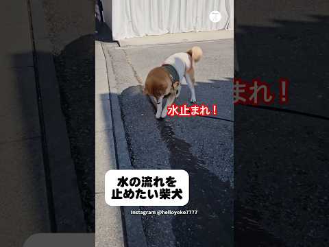 水止まれ‼️水の流れを止めようとする柴犬　　　柴犬　犬　かわいい犬 犬のいる暮らし 面白い サムネイル