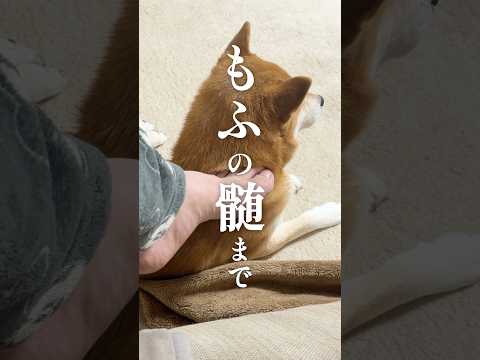 柴犬の呪術廻戦シーズン3 サムネイル