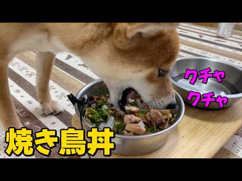 【いつからクチャラーになった？】焼き鳥＆大根をクチャクチャいただく柴犬小夏　後編出雲大社周辺朝散歩 サムネイル