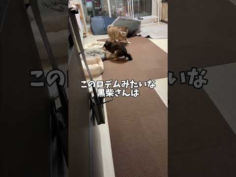 柴犬がはしゃぐのは何歳まで？