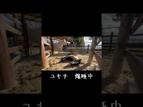 ユキチ爆睡中 東武動物公園 かわいい 動物 ポニー 爆睡 サムネイル