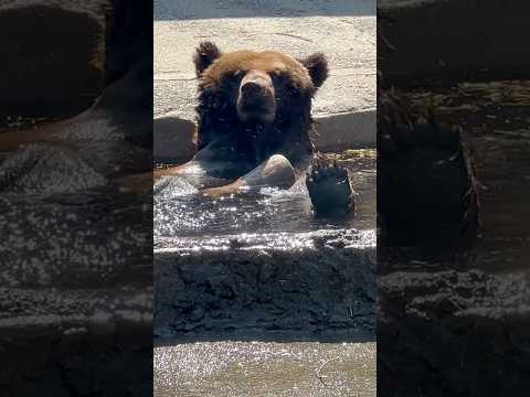 shorts 露天風呂を楽しんでいるみたいなアイナちゃん　エゾヒグマ　のんほいパークにて　2026年4月3日 サムネイル