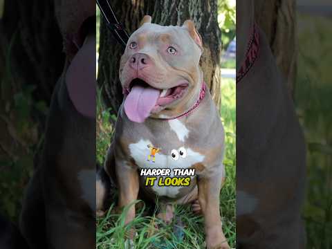 The Pitbull That Loves Harder Than It Looks shorts dog pets… サムネイル