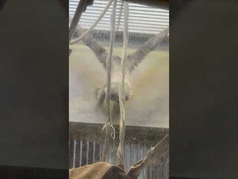 shorts コウキくん　ボルネオテナガザル　　東山動植物園にて　2026年3月14日