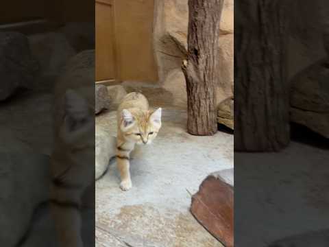 shorts アルドくん お部屋確認して再びトレーニング♪ スナネコ　那須どうぶつ王国にて　2026年4月11日 サムネイル