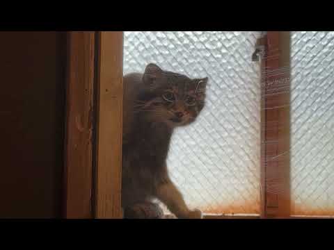 窓辺で毛づくろいオトちゃん　マヌルネコ　埼玉県こども動物自然公園にて　2026年5月31日 サムネイル
