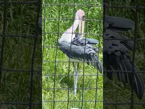 shorts 羽づくろい中〜☺️  アフリカハゲコウ　千葉市動物公園にて　2026年4月19日 サムネイル