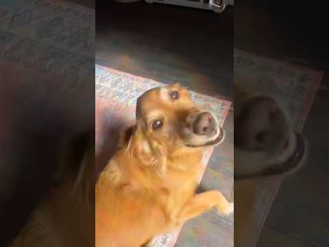 coming home to my golden retriever🥵 goldenretreiver dog ind…