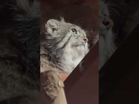 shorts 下から見てもイケメン クリョンくん　マヌルネコ　上野動物園にて　2026年2月6日 サムネイル