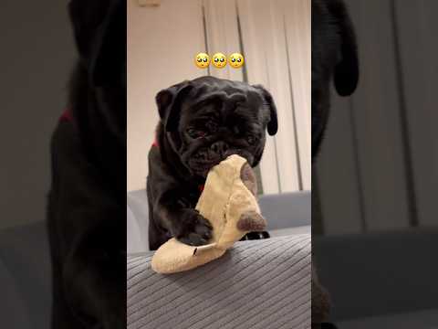 ぴえん🥺なパグ🐶 dog パグ 柴犬 doggie shibainu pets pug puppy shiba cut… サムネイル