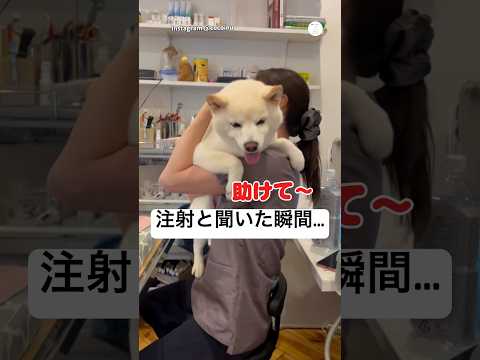 先生の事は大好き。でも『注射』と聞いた瞬間、焦り始める柴犬　　　　柴犬　白柴　犬　かわいい犬 柴犬のいる暮らし サムネイル