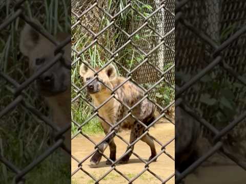 shorts トーフくん☺️ ブチハイエナ　千葉市動物公園にて　2026年5月9日