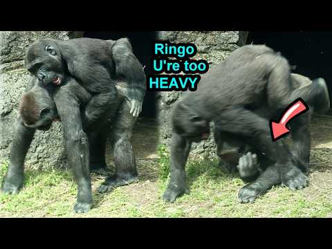 Gorilla Ringo failed to ride on Jabali's back,Tayari,Jabali… サムネイル