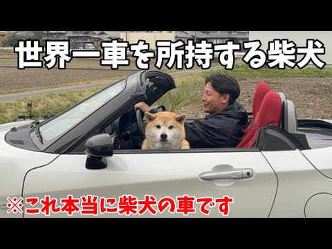 【まじか】また新たな車をもらった柴犬の様子が凄すぎました…まるで小学生男子。 サムネイル