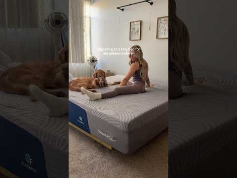 My Dog kissed me in my room yum🥵india retreiver dog puppy g… サムネイル