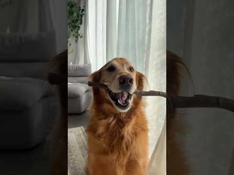 coming home to my golden retriever🥵 goldenretreiver dog ind… サムネイル