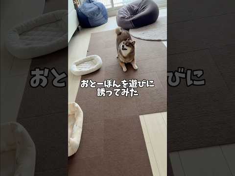 暇な飼い主と遊んでくれる柴犬🐕 サムネイル