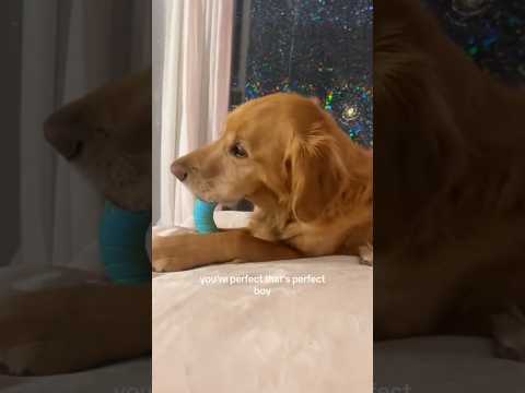 coming home to my golden retriever🥵 goldenretreiver dog ind… サムネイル