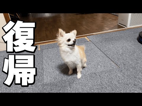 復帰！チワワと過ごす毎日！無事、元気になりました。 サムネイル