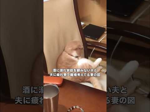 お酒に酔って潰れた夫と夫に疲れて離婚考えてる妻の図 マンチカン キジトラ 離婚 shorts