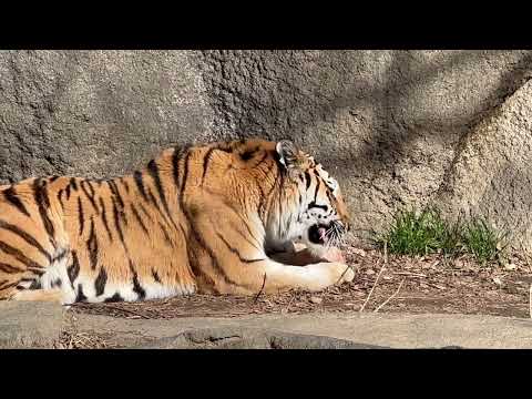 牛骨に挑んでいるローラーさんの所にソーンさん行っちゃった😅　アムールトラ　浜松市動物園にて　2026年2月14日 サムネイル