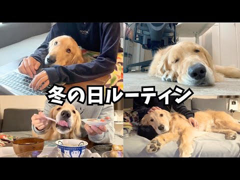 【1日密着Vlog】大型犬と過ごす独身フリーランスの冬、32キロの甘えん坊な相棒 サムネイル