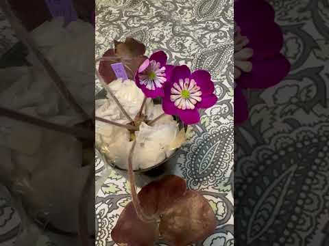 shorts 雪割草が綺麗です〜 サムネイル