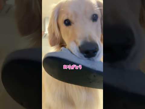 そんなに好きならあげるよ ゴールデンレトリバー 大型犬 サムネイル