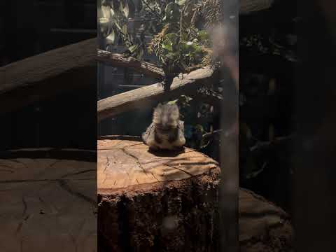 shorts きゅるるんホンシュウモモンガ　埼玉県こども動物自然公園にて　2026年5月31日 サムネイル