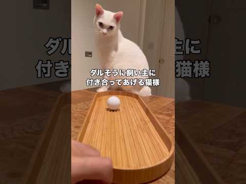 ダルそうに飼い主に付き合う猫 白猫 オッドアイ 愛猫 shorts