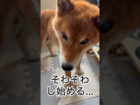 ’26.8.1 力丸は、夕方になったら外がいい… 柴犬 shibainu 柴犬のいる暮らし 柴犬の日常 カメラ目線 車… サムネイル