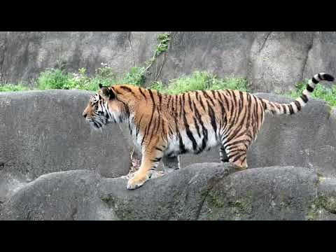 バックヤードの様子を偵察(？)サーシャちゃん　アムールトラ　浜松市動物園にて　2026年4月5日 サムネイル