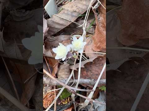 shorts 雪割草が咲きました〜　2026年3月28日　那須 サムネイル