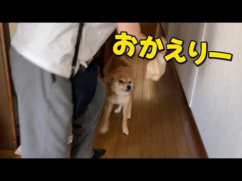 【びっくり】柵越えがお手のものになり玄関までお出迎え💦 柴犬小夏 サムネイル