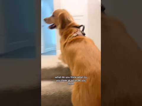 Golden retriver hug me india dog goldenretreiver dogbreed f… サムネイル
