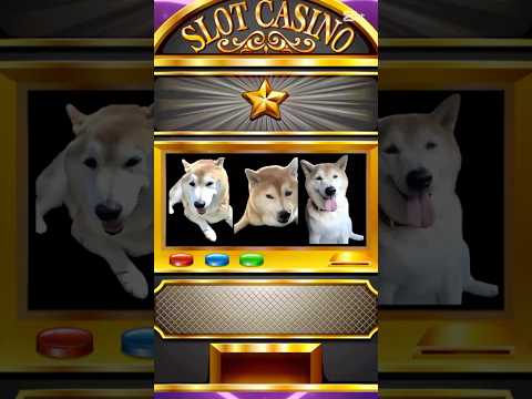柴犬福 柴スロット🤣Shiba-slot🤣shorts japanesedog 柴犬 shibainu funnydo…