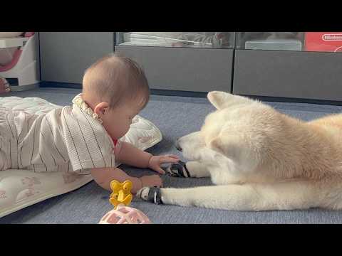 柴犬が大好きで触りたくて仕方がない、人生一周目すぎる赤ちゃん