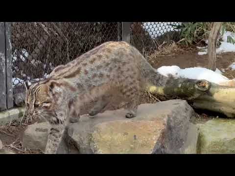 かりおくん スリっとしてスプレー🤭　ツシマヤマヤマネコ　那須どうぶつ王国にて　2026年1月11日 サムネイル