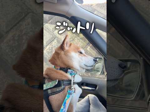 柴犬とコーギーとおばあちゃん サムネイル